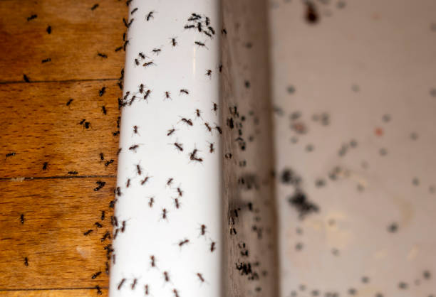 Best Local Pest Control Services  in Park Ridge, IL